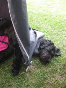 Dominic cooling down, Kawhia