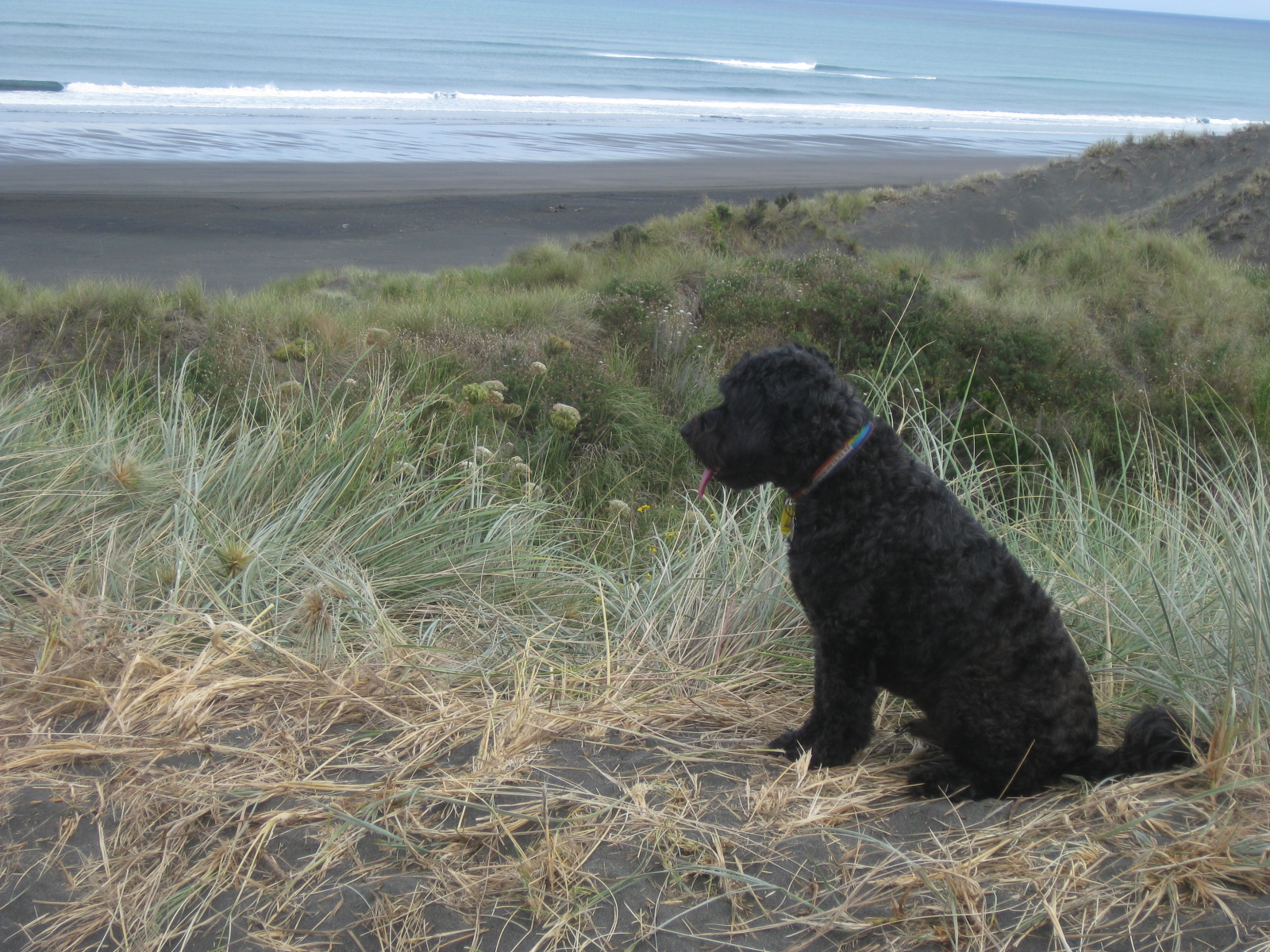 hot sand, big job, Dominic  on lifeguard duty, Ocean Beach Kawhia